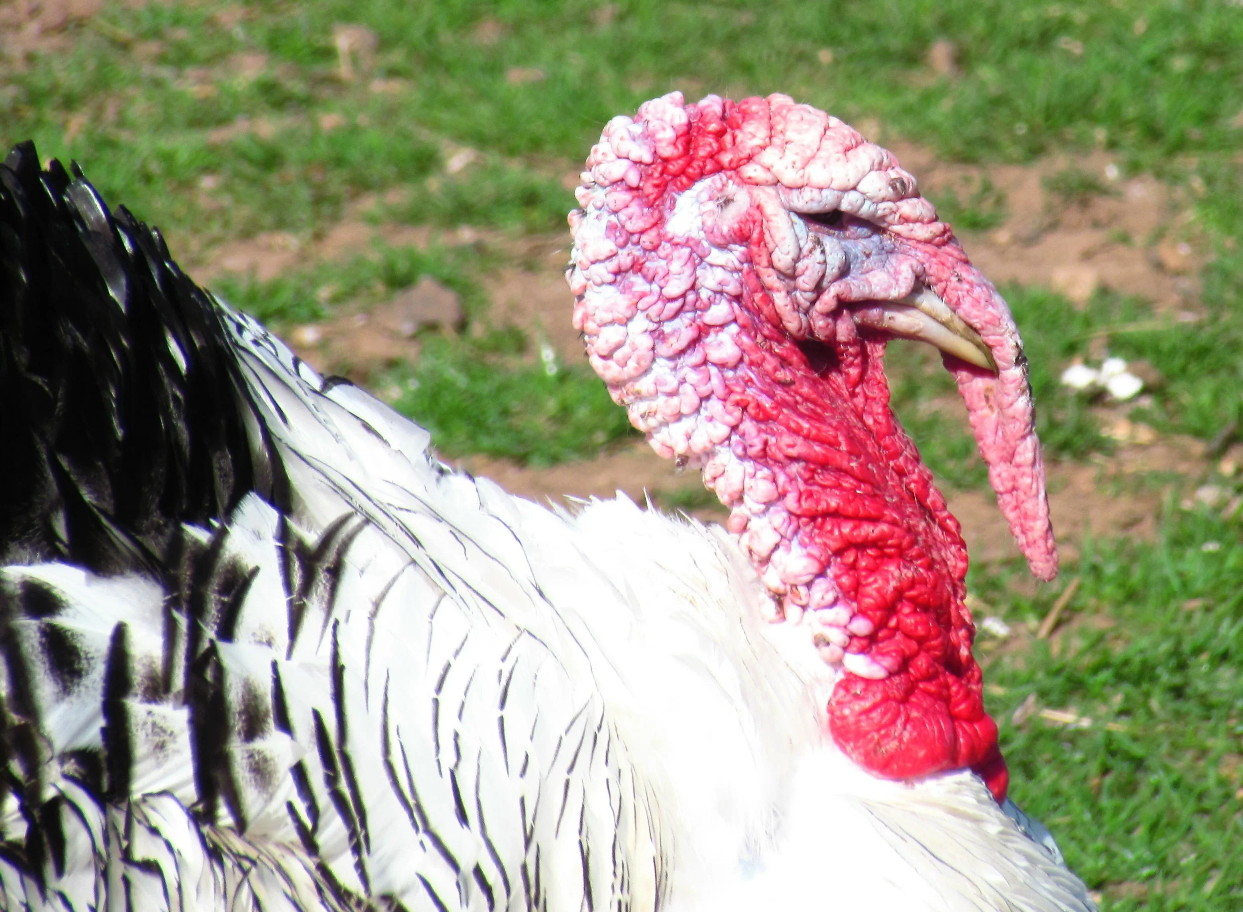 They Ate Eels at the First Thanksgiving