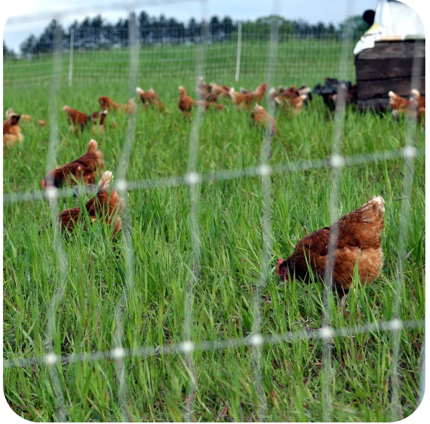 Chicken Share Payments