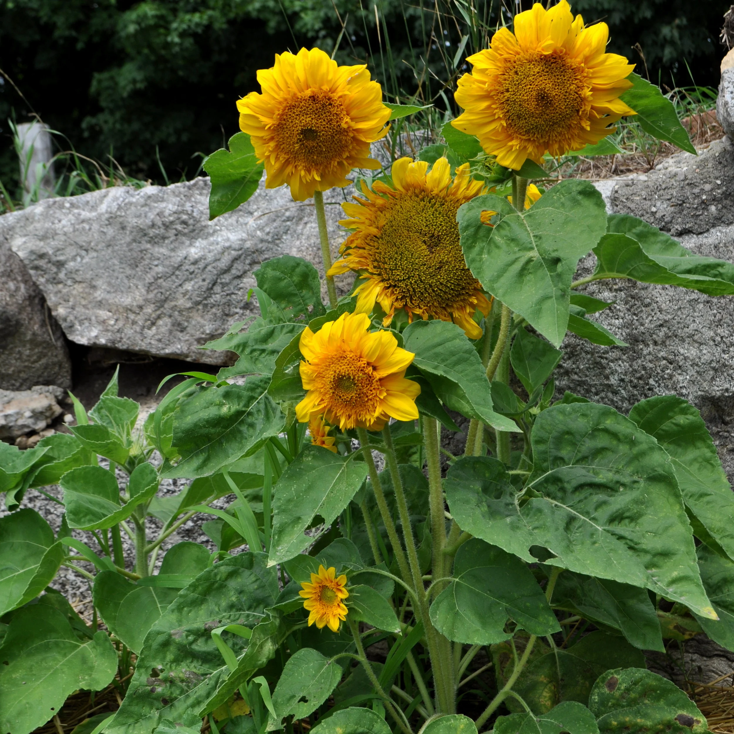 Postcard from the Farm: Early August