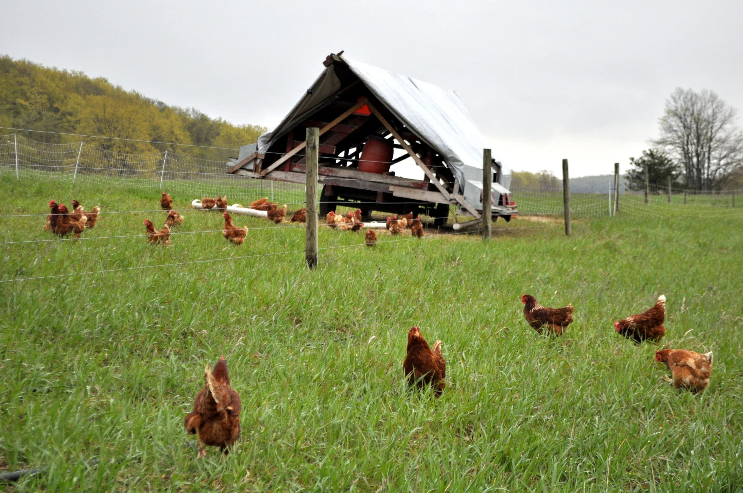 Postcards from the Farm: Late May