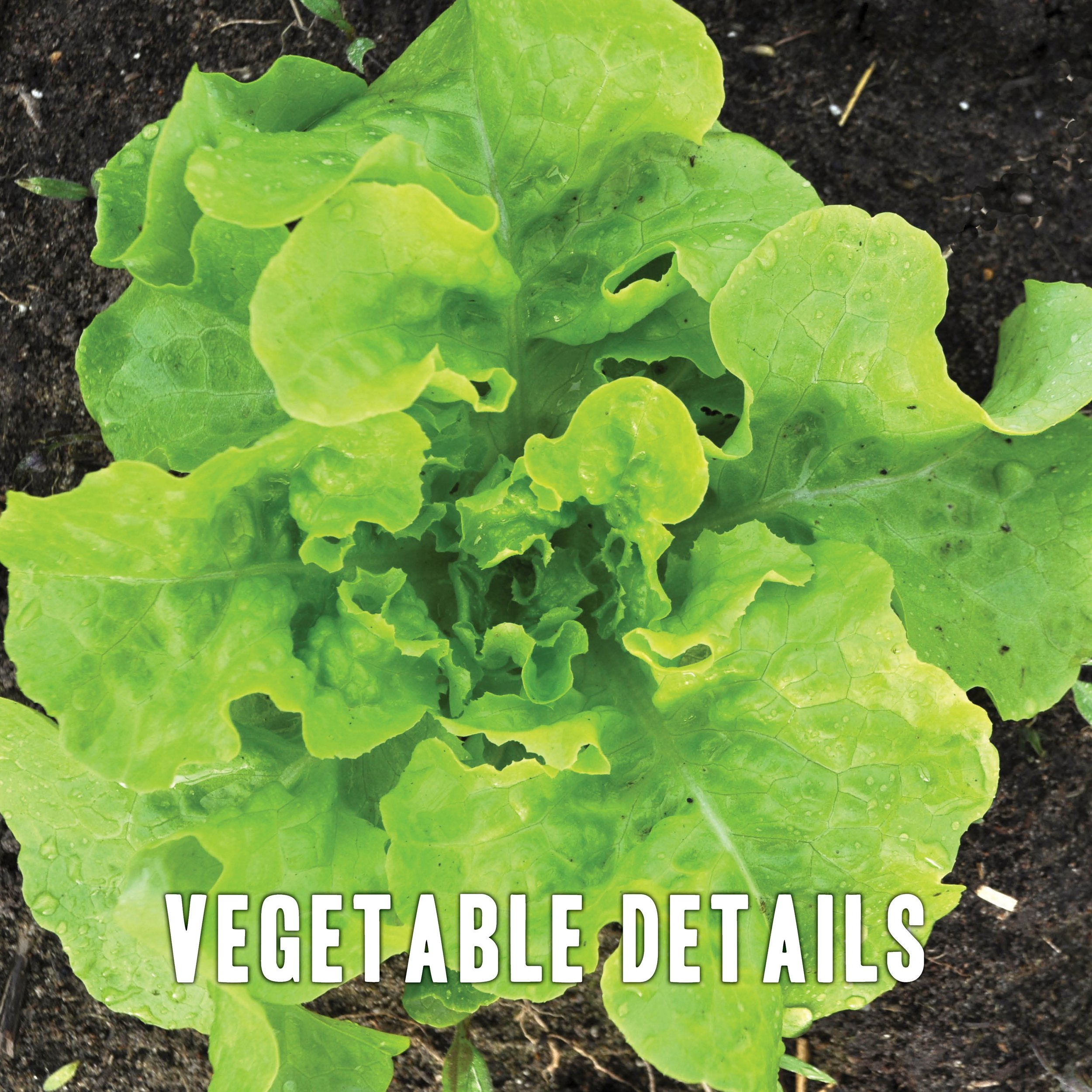 GET VEGETABLE DETAILS