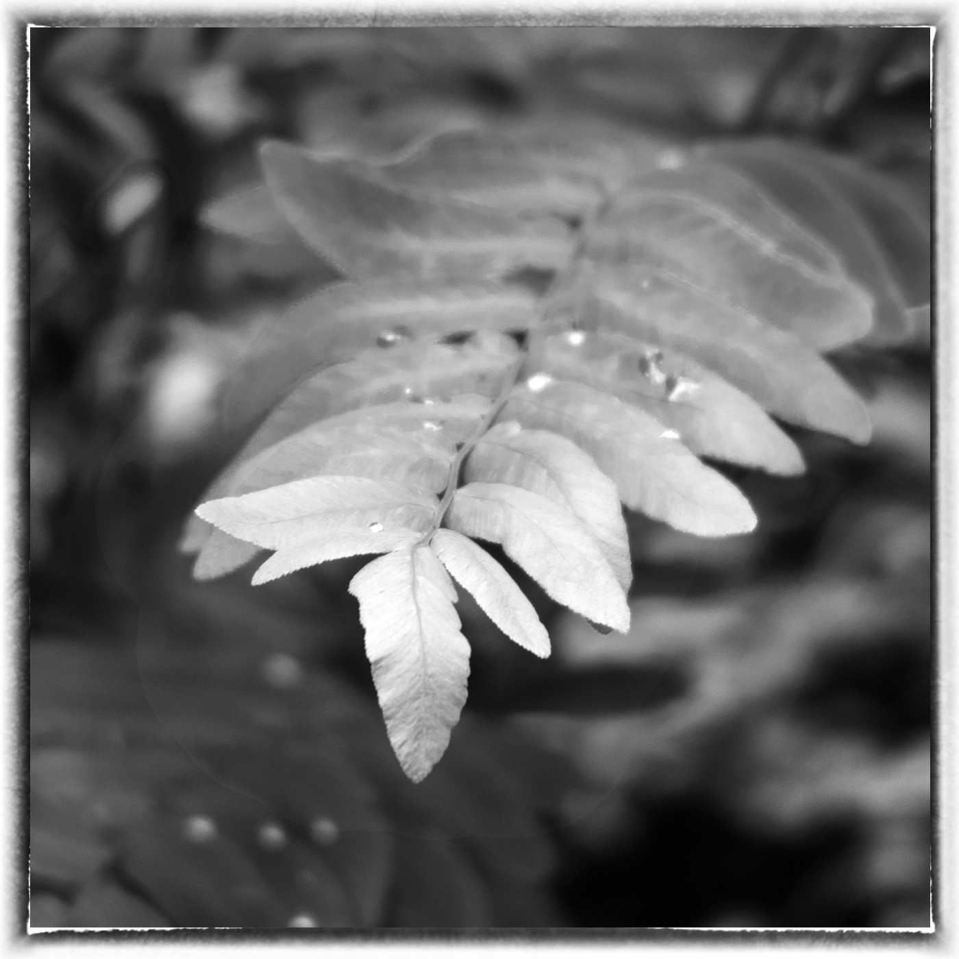 IMG_2308m.jpg