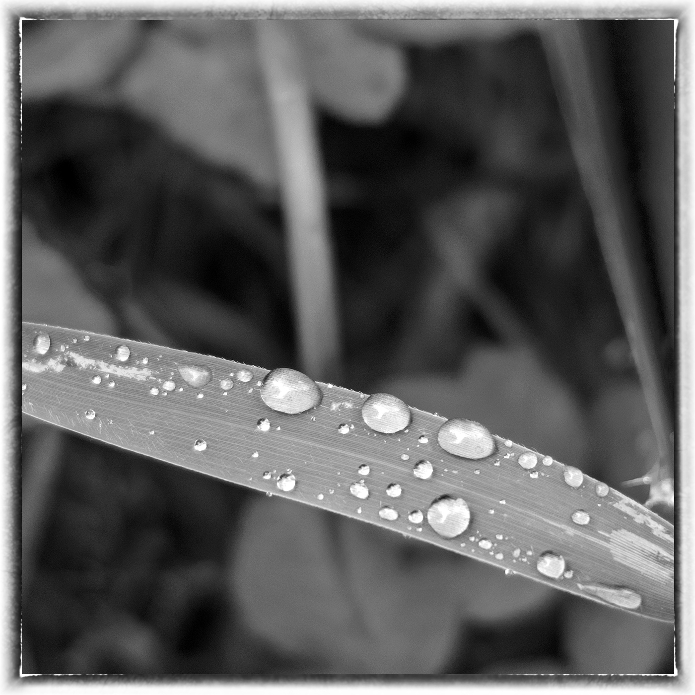 IMG_2311m.jpg