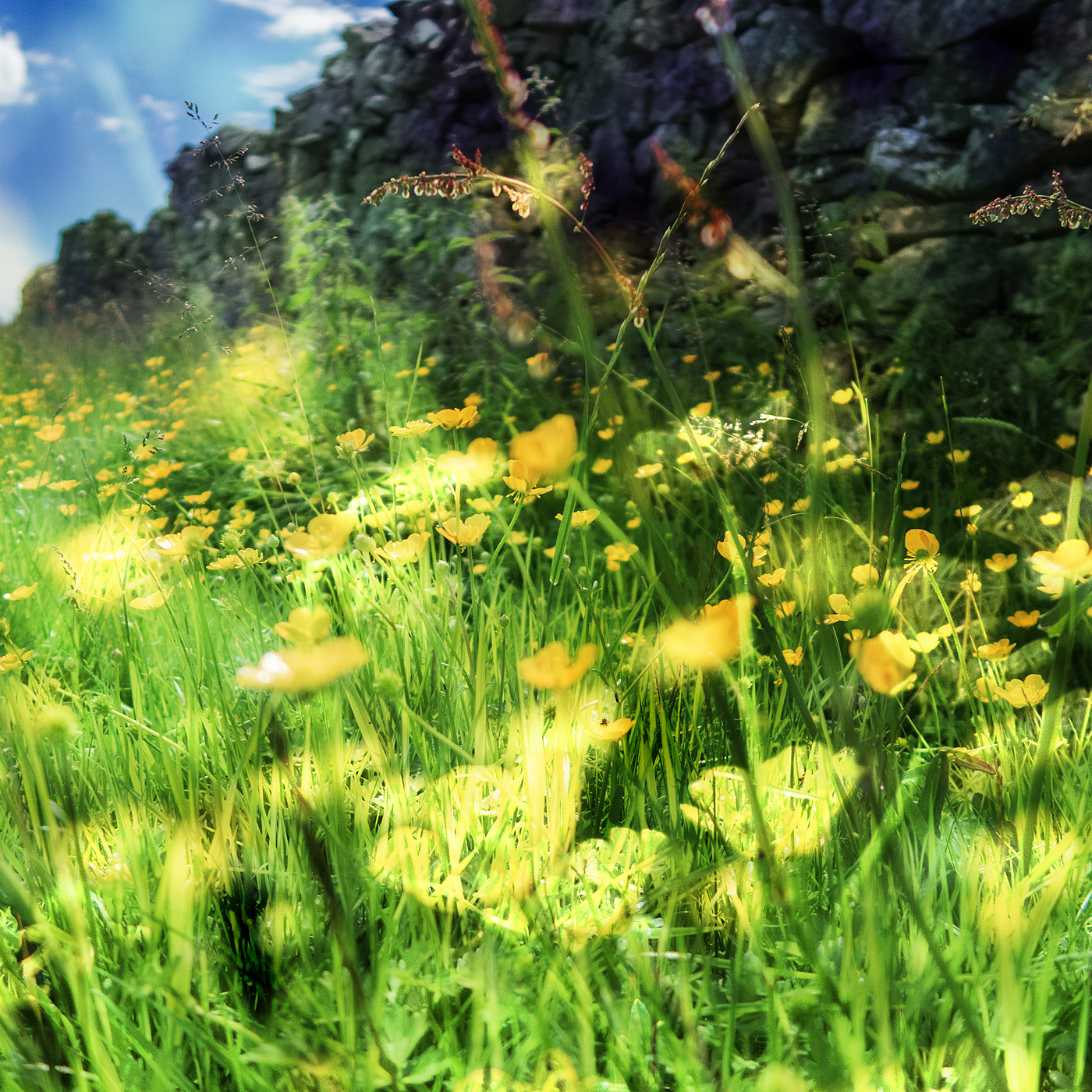 Winskill summer flowers