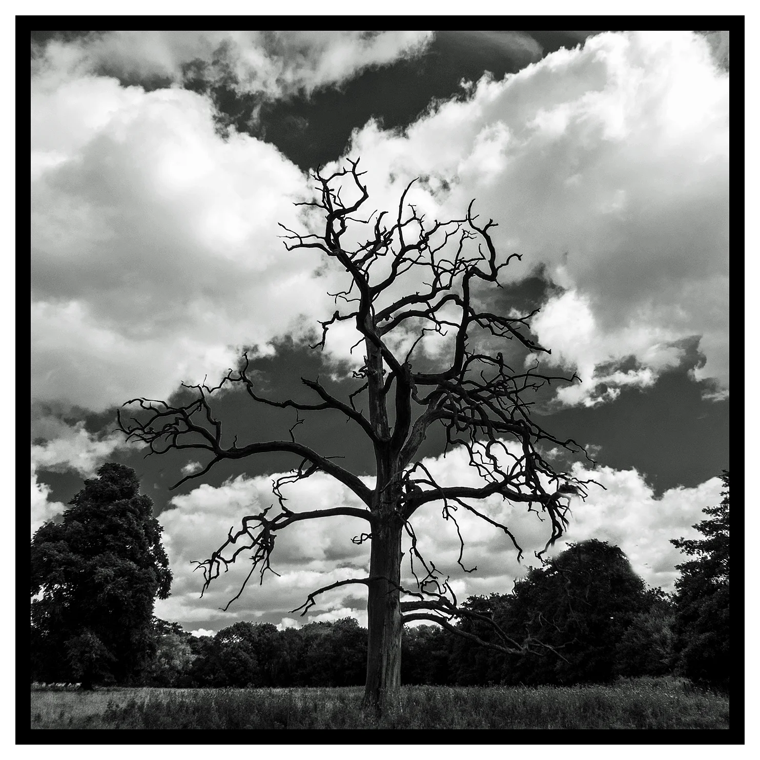 Lightning Tree
