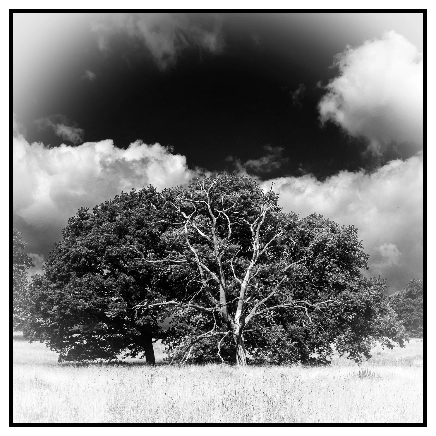 Londesborough Park