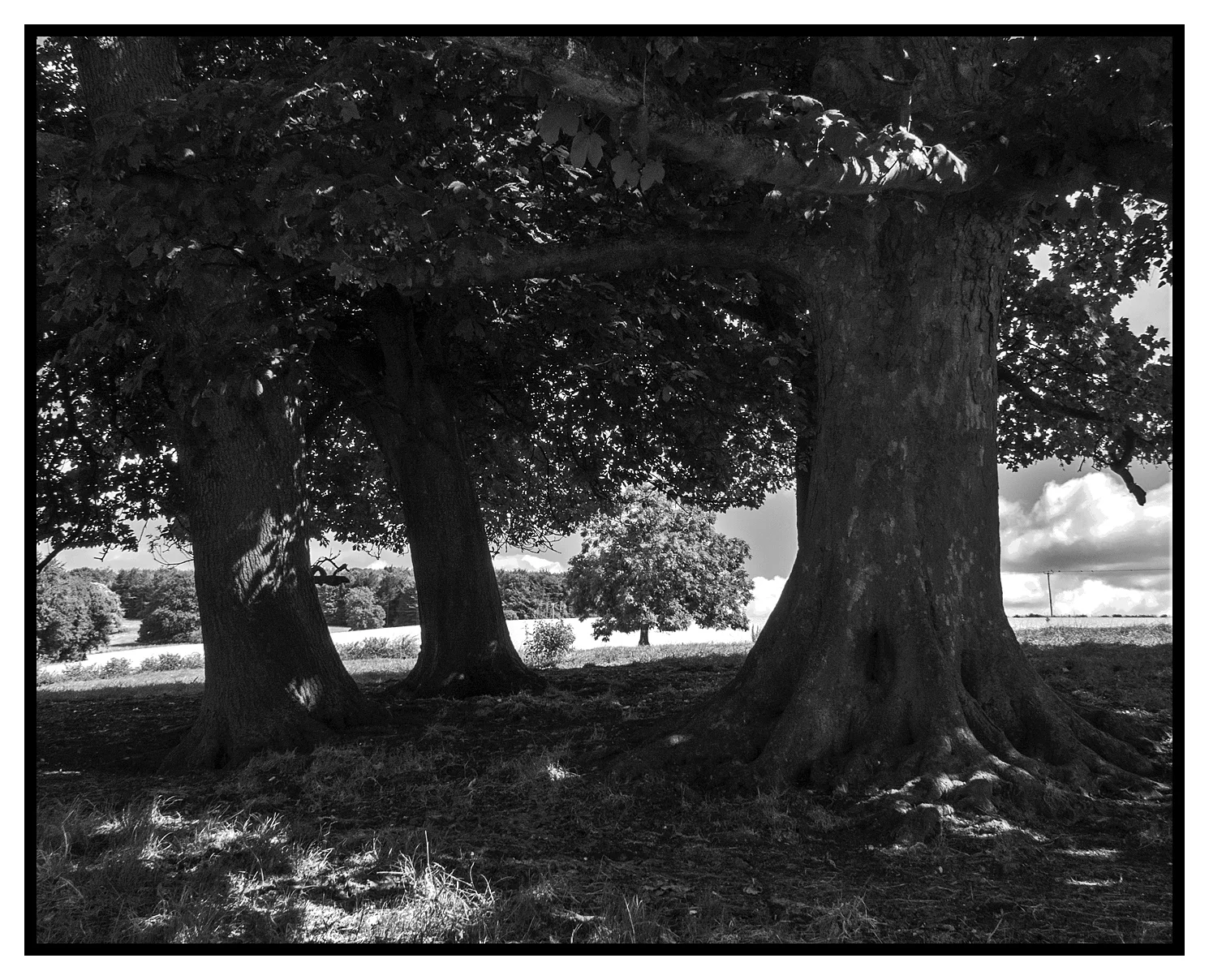 Londesborough Trees