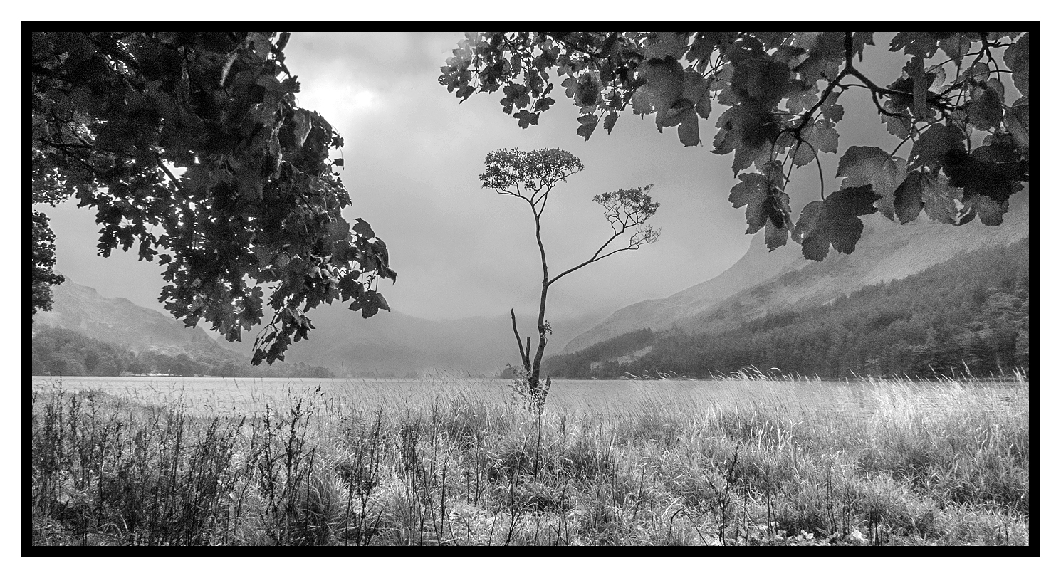 Lone Tree in the Rain