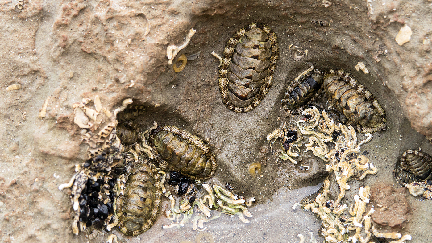 fossils at Fossil Bluff - Wynyard, Tasmania