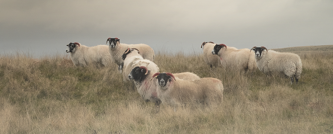 sheep at New Plantation