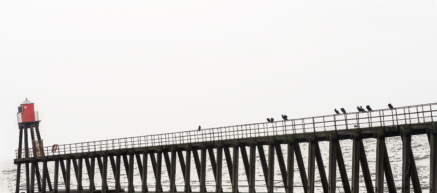 Resting Birds on East Pier