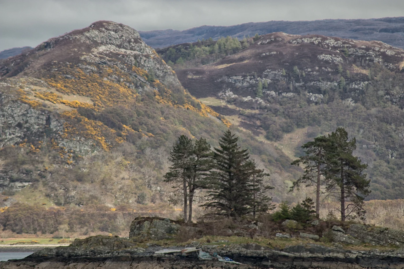 Plockton Trees