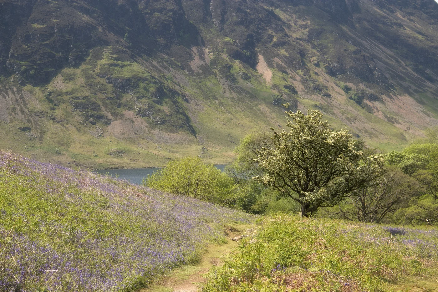 Late Rannerdale Bluebells