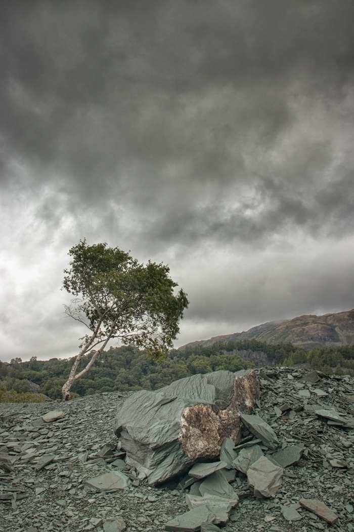 Hodge Close Quarry Tree
