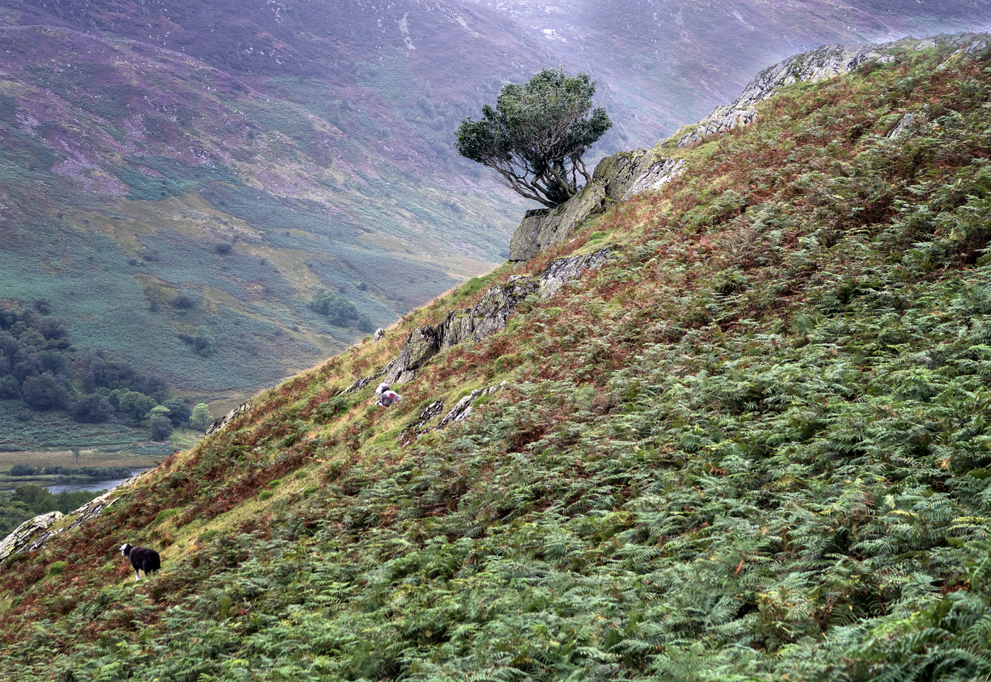 Rannerdale heather and ferns 1