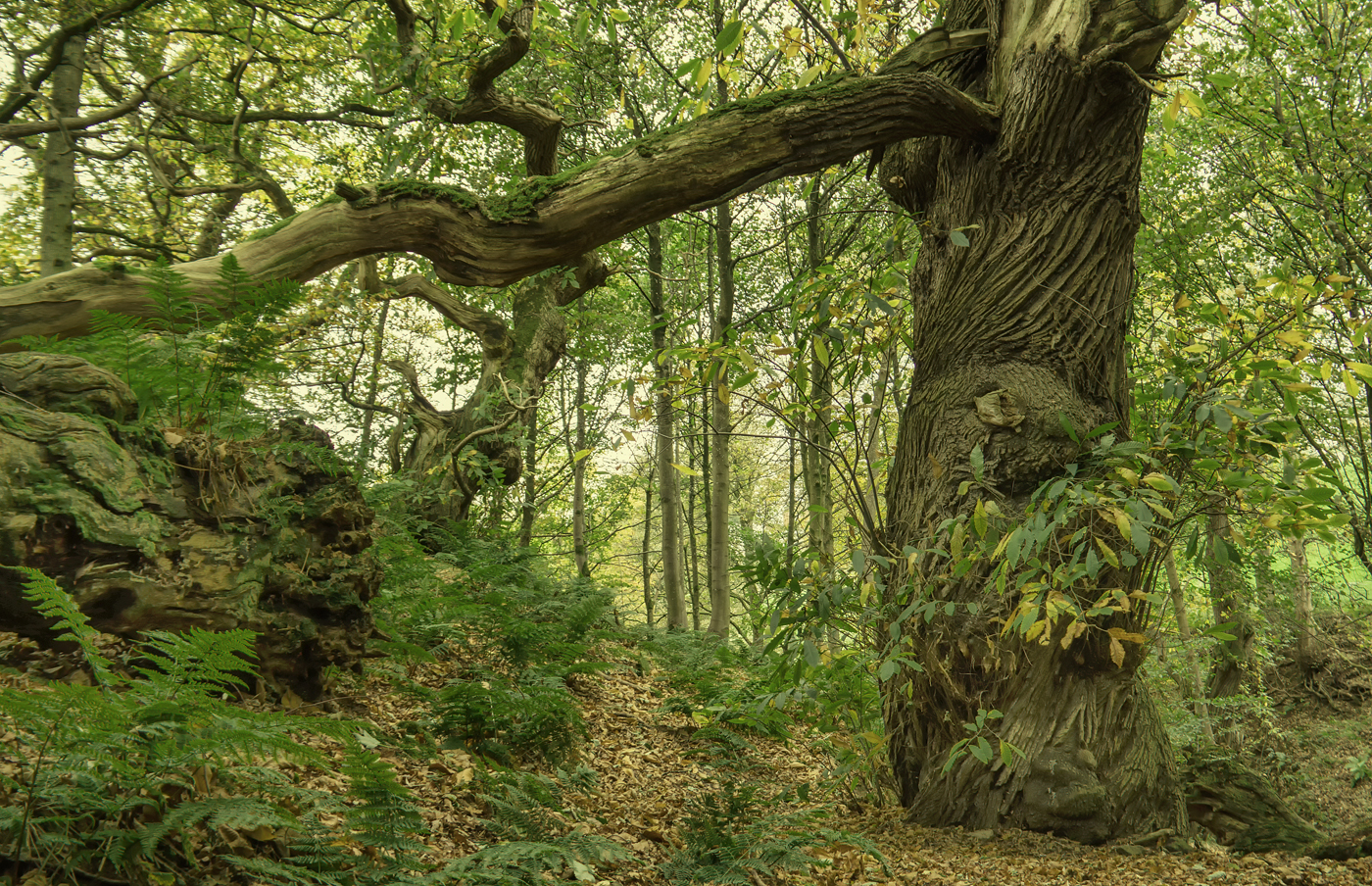 Dufton Ghyll Wood