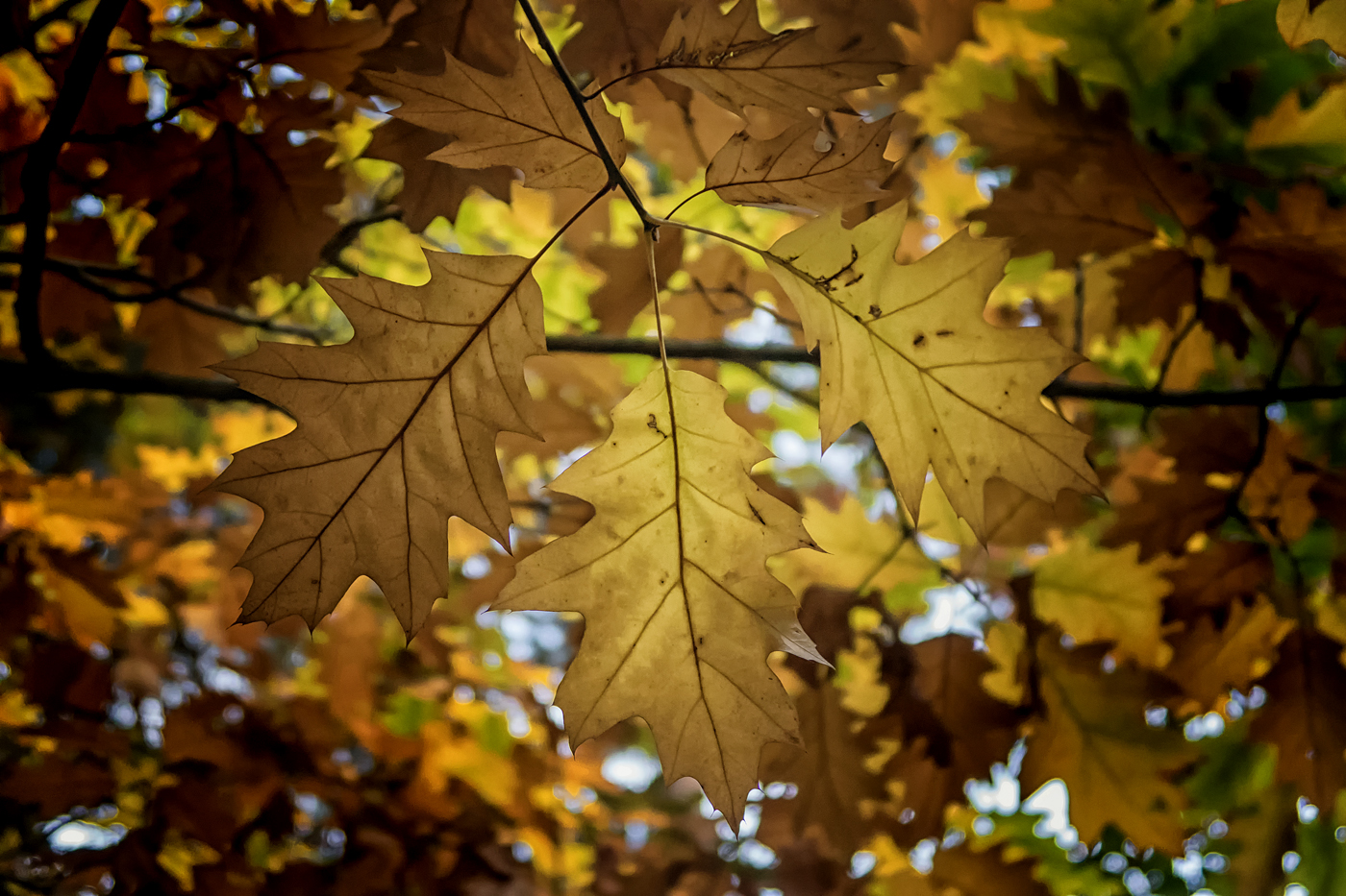 Hagg Wood leaves