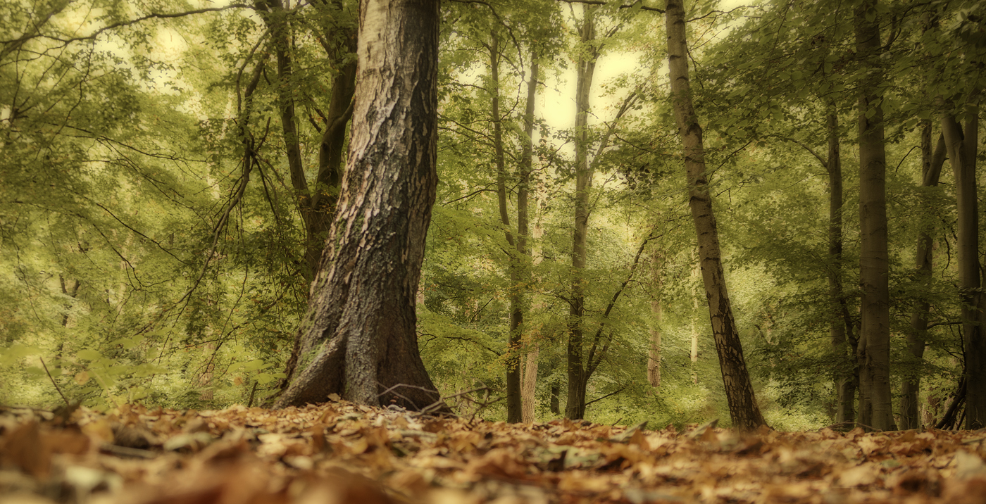 Hagg Wood