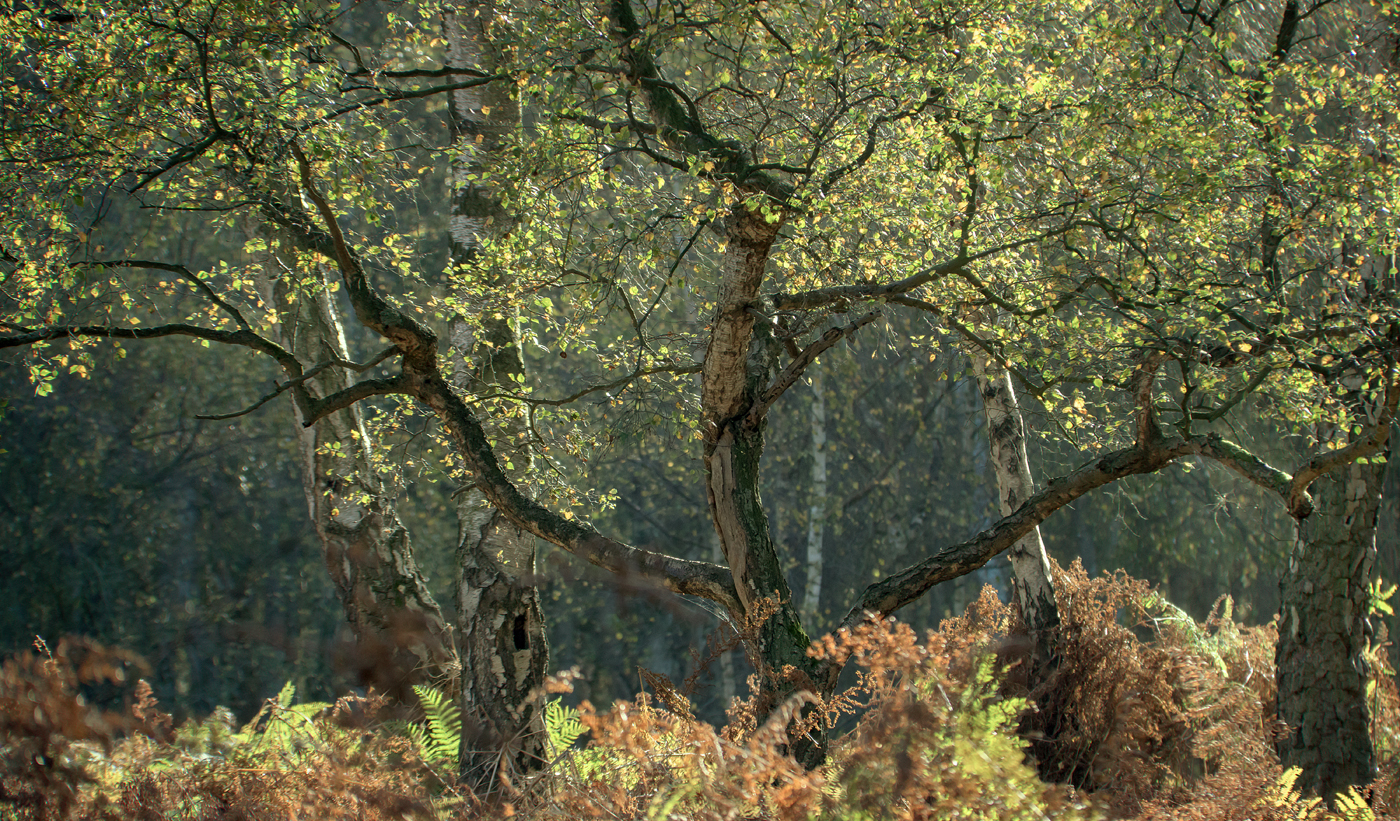 Skipwith Common