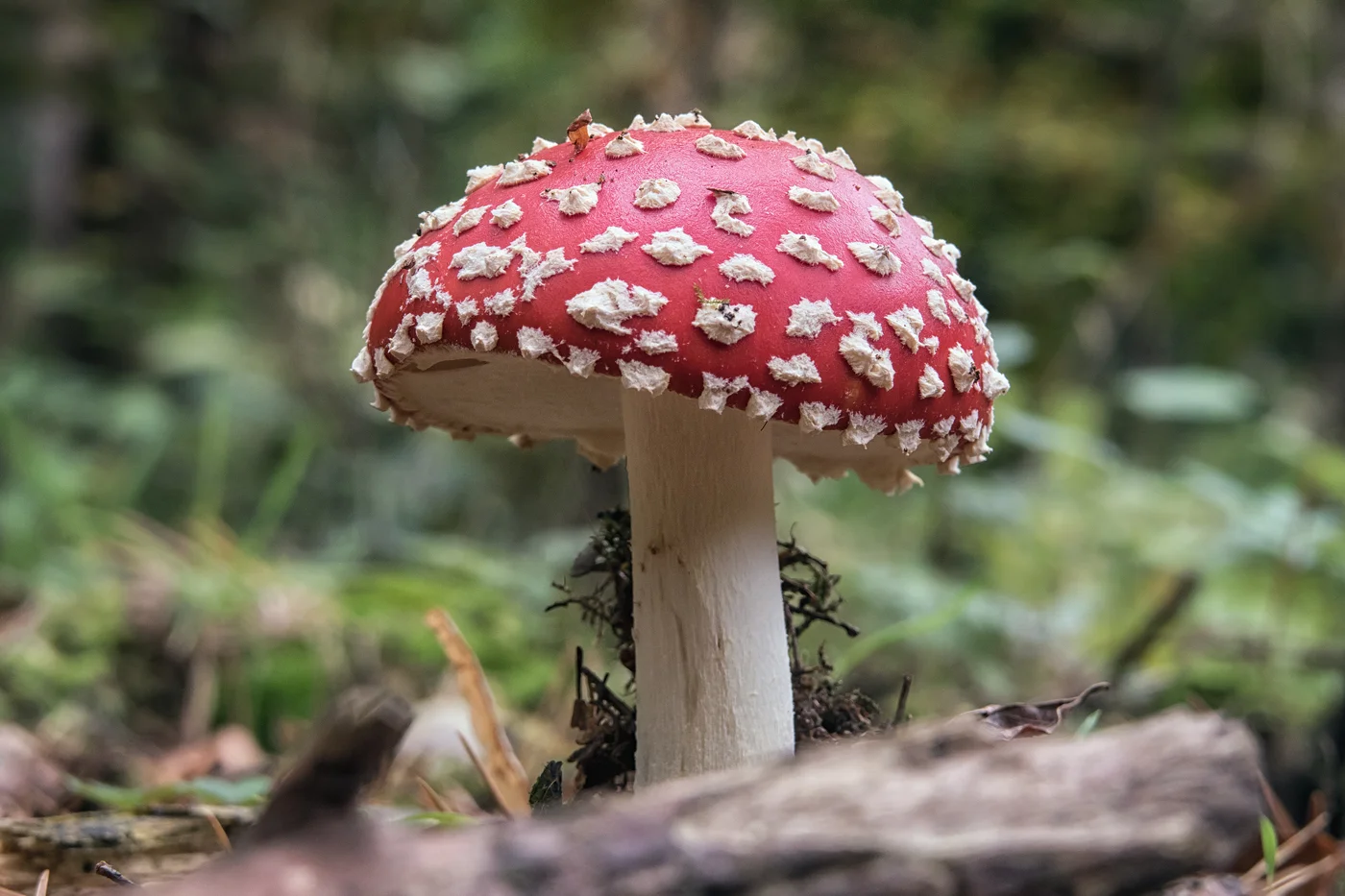 fly agaric mushroom