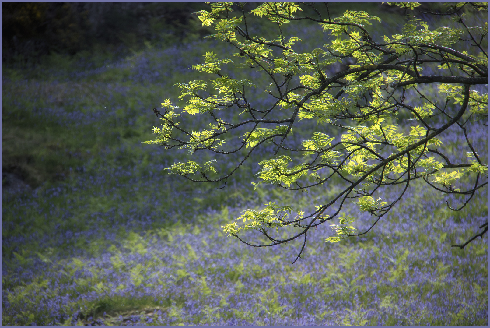 Rannerale Bluebells