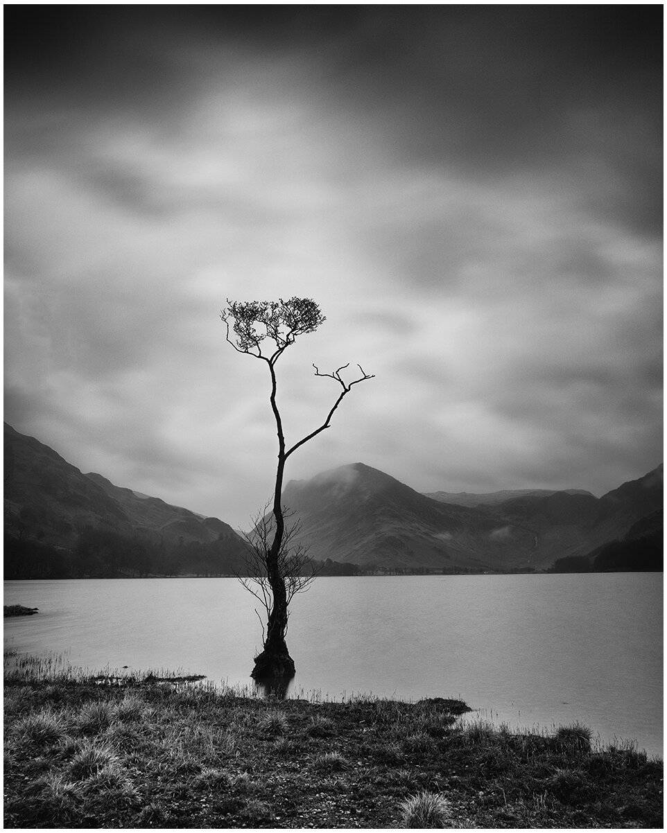 Lone Tree Buttermere