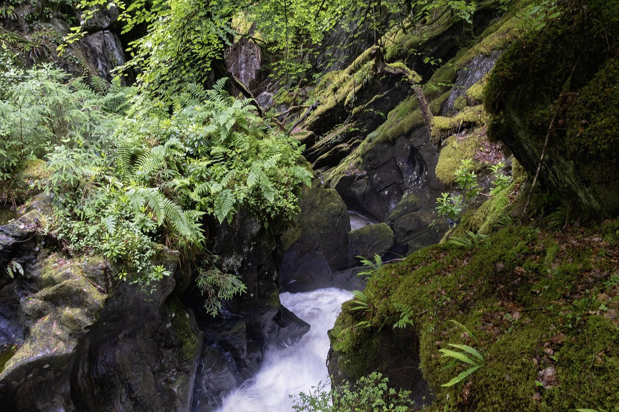 DSCF6546.jpg