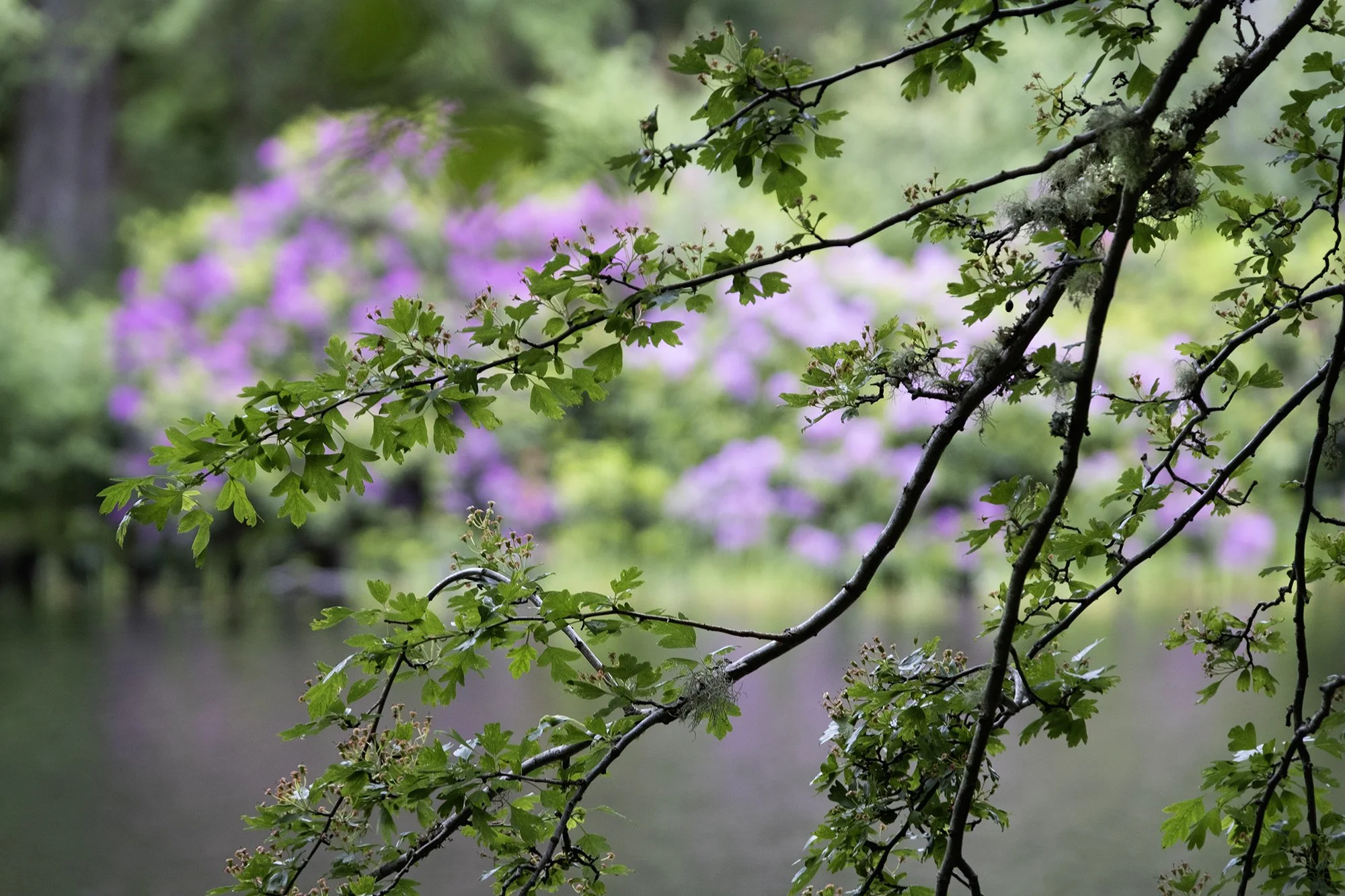 DSCF6400.jpg