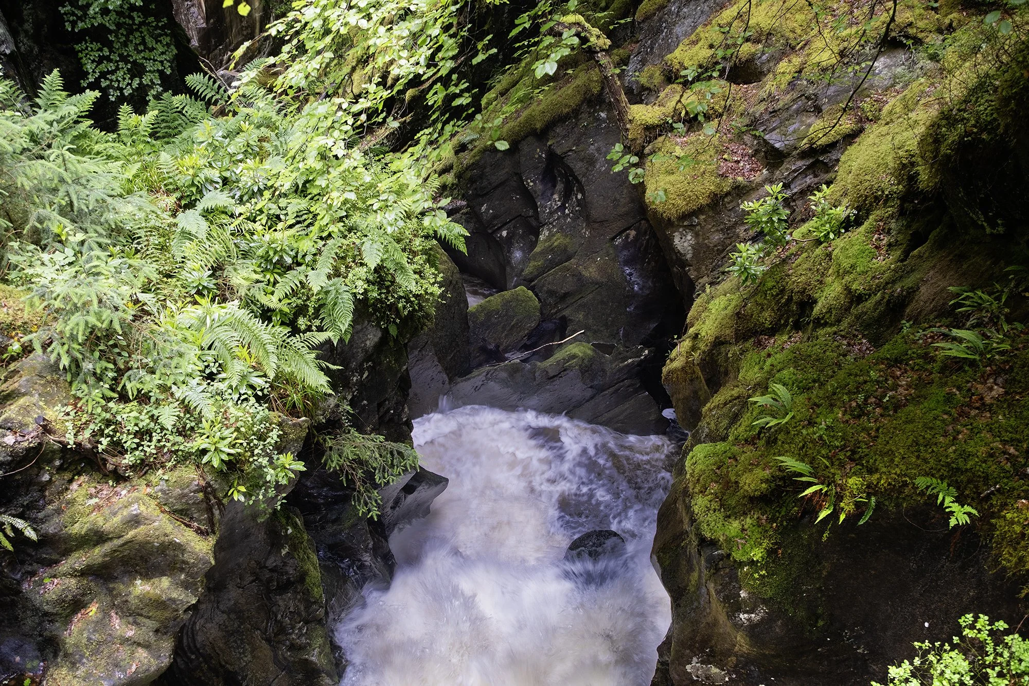 DSCF6549.jpg