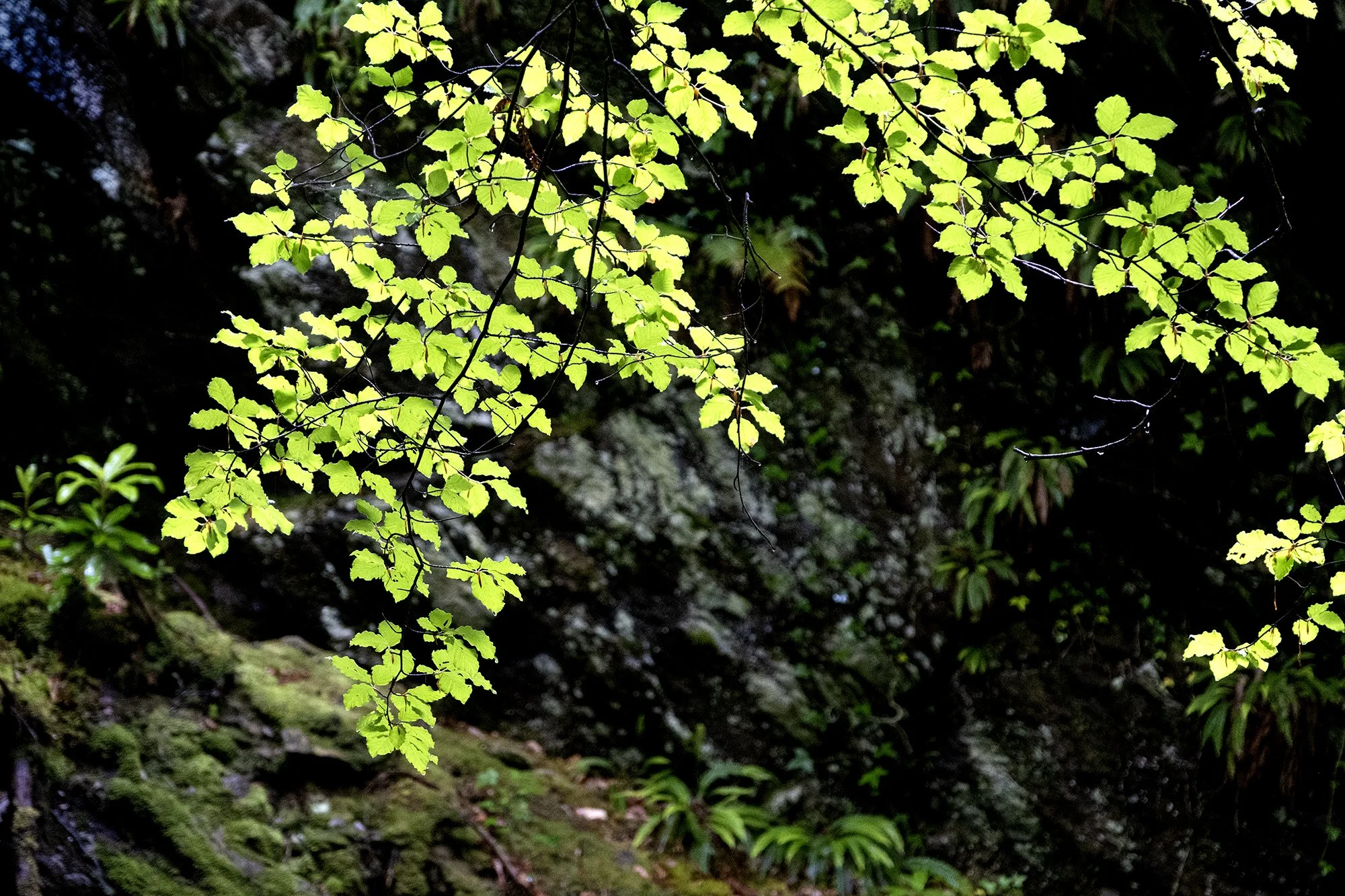 DSCF6573.jpg