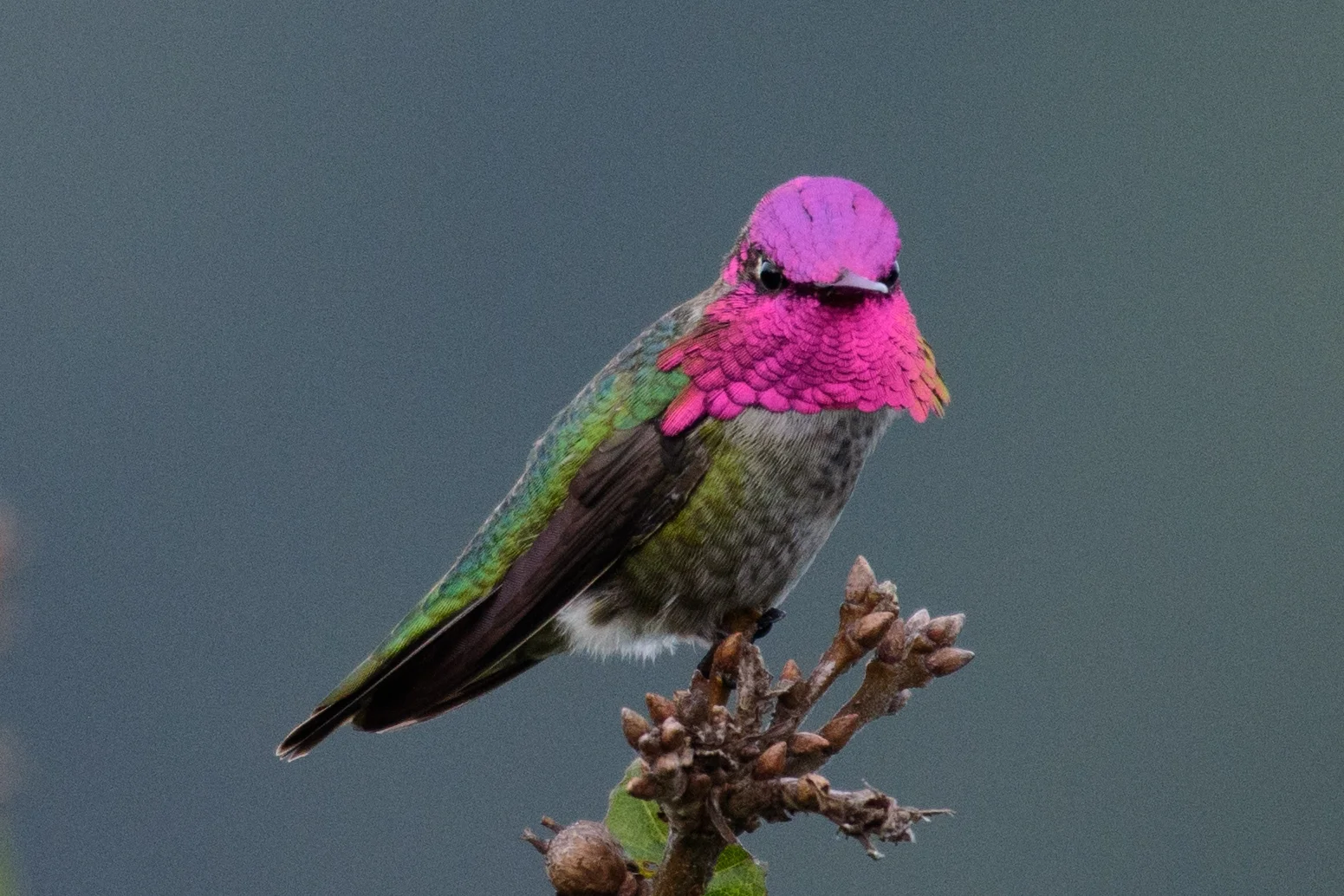 23.Anna's Hummingbird in oak tree next to manzanita barrens.JPG