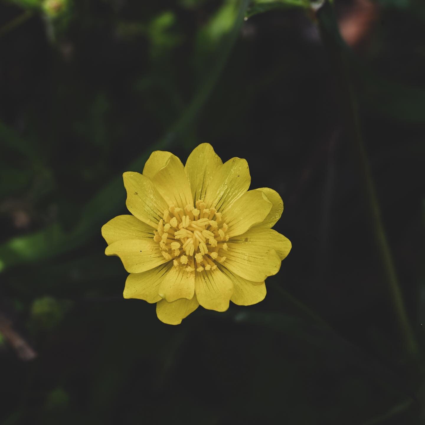 California buttercup. Beautiful but poisonous.

#californianativeplants #californiabuttercup #ranunculuscalifornicus #ranun#keepcalookinglikeca  #growingwild #skylinegardens #plantsmakepeoplehappy #plantsofinstagram #plantlife🌱 #plantlove #plantlove