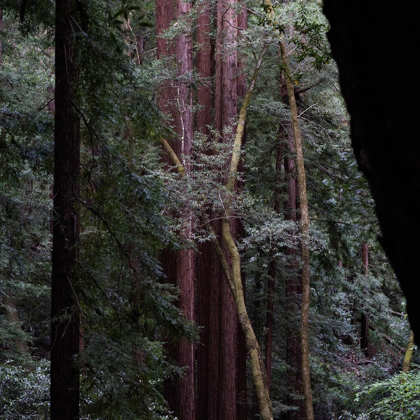 Fairy Circle 

#redwoodforest #sequoiasempervirens