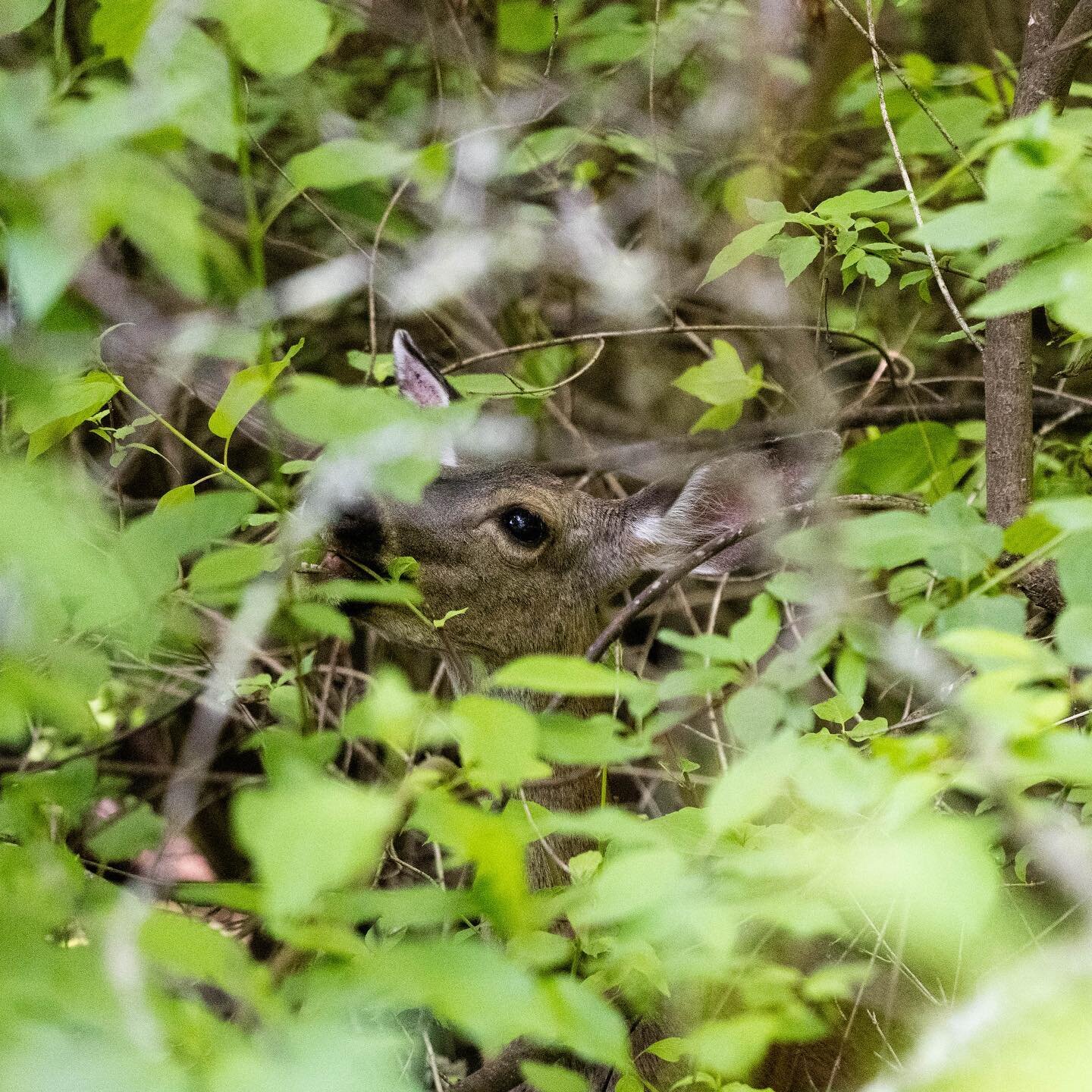 Yesterday I was out hiking with Julian when I passed several hikers who were stopped on a wide clearing on the trail chatting. After I passed, I heard one of the hikers say &ldquo;Where did she come from? I didn&rsquo;t hear her at all. She appeared 