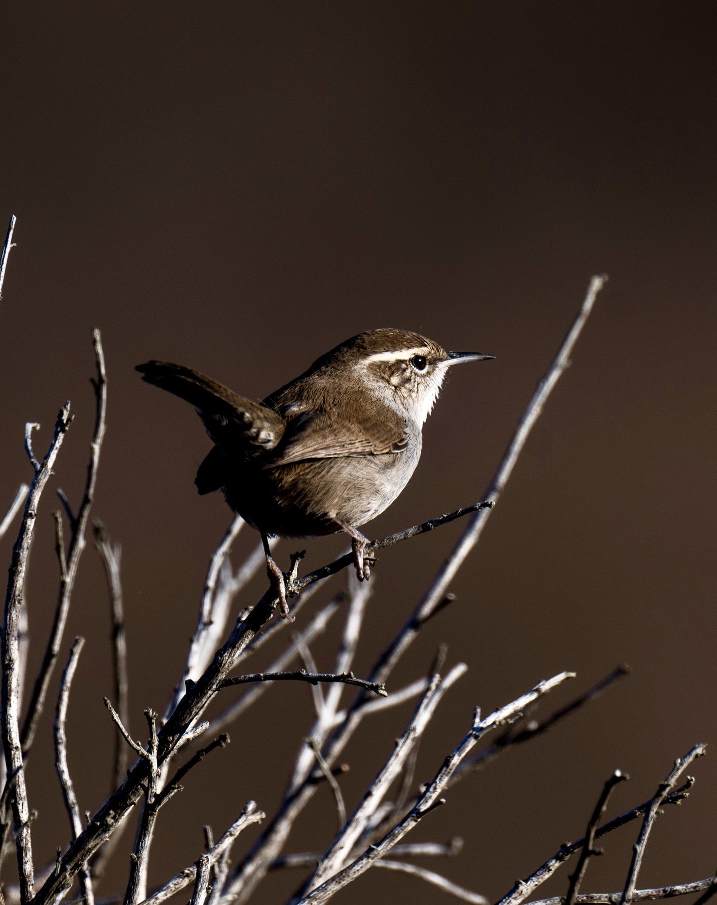 Bewick's Wren

#bewickswren #wren #fallbirding