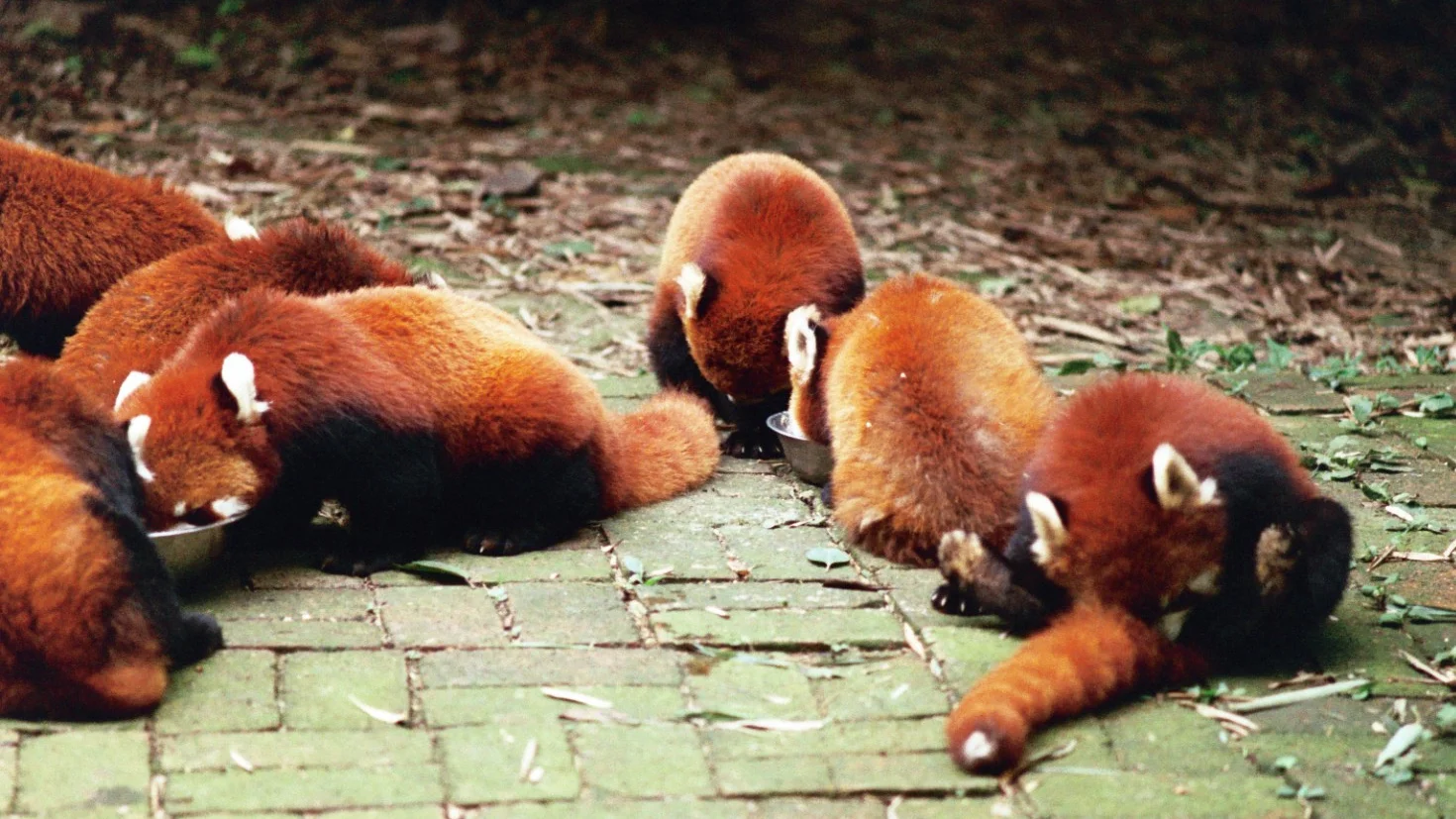 Red Pandas, Chengdu, 2009