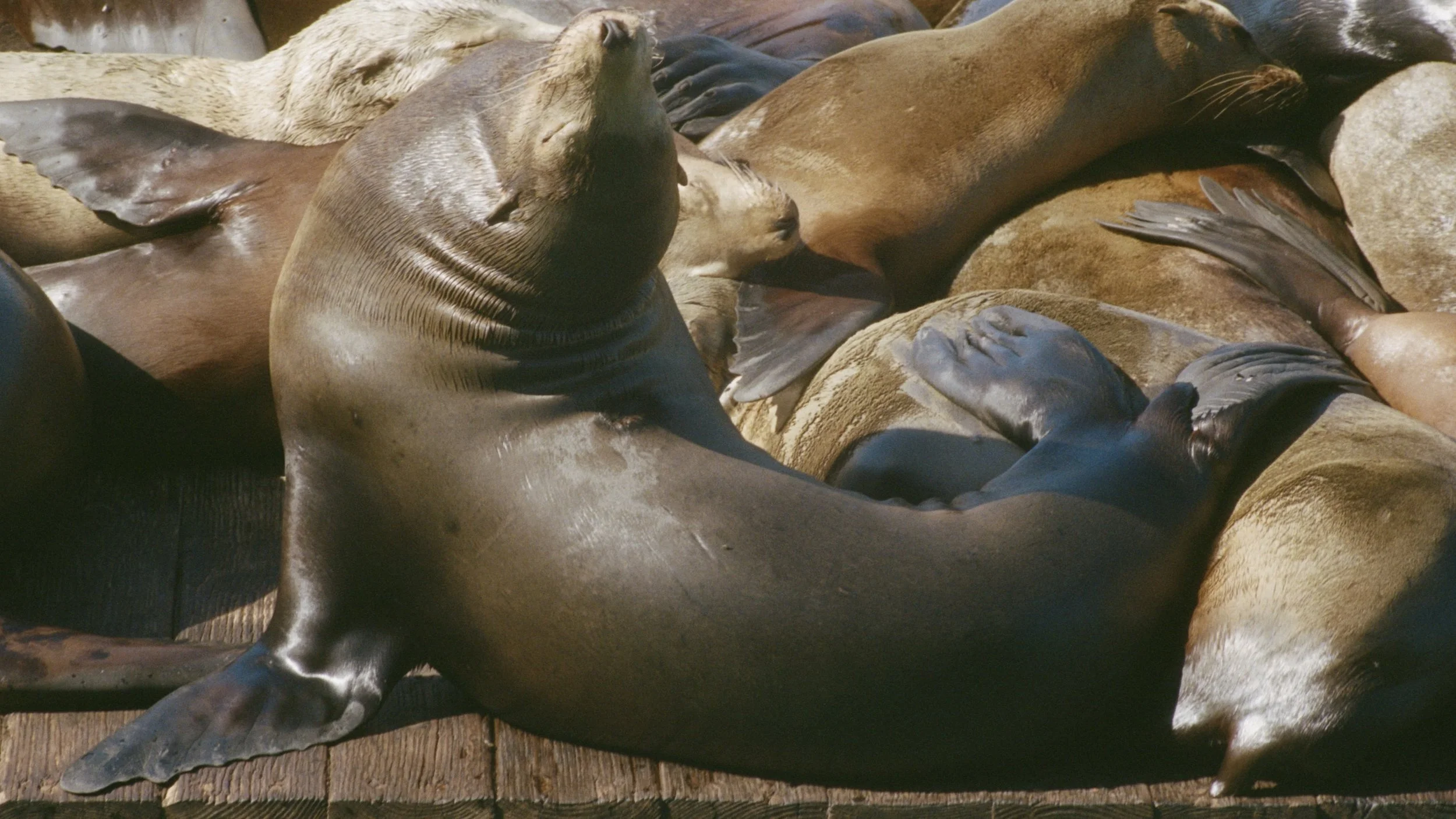 Pier 39, San Francisco, 2026