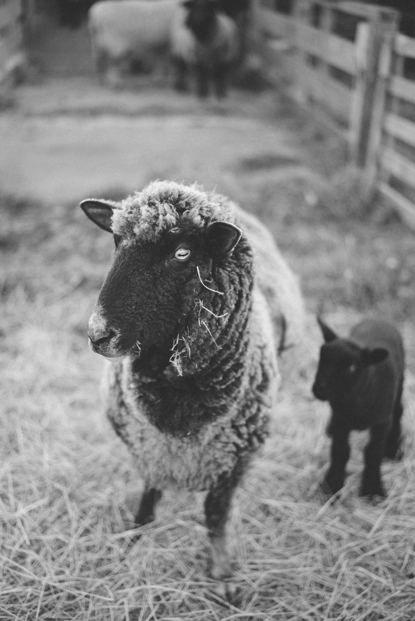 Sheep