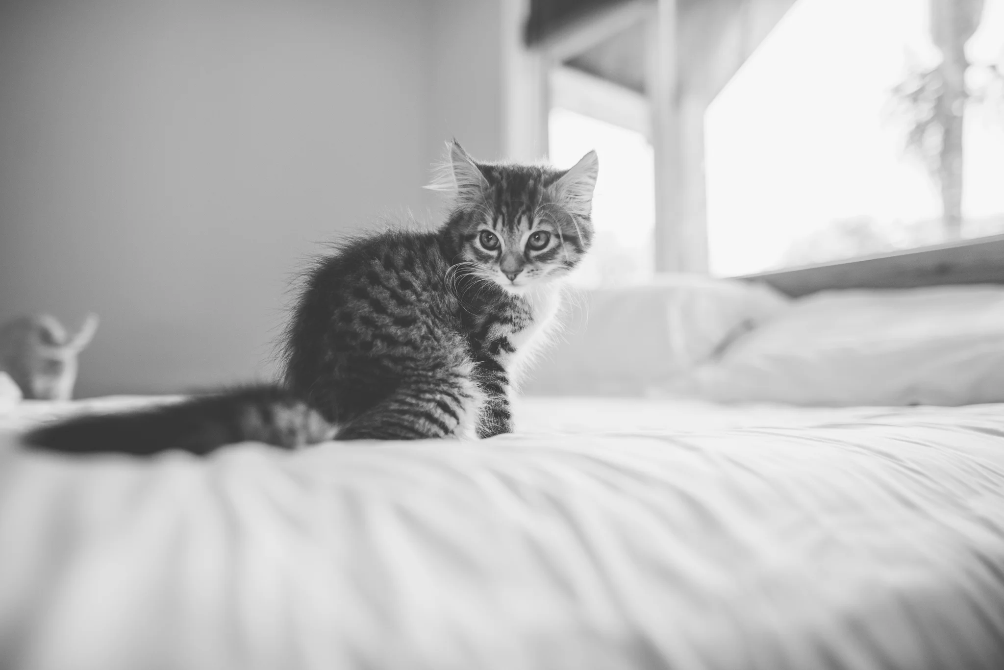 Cat Photography
