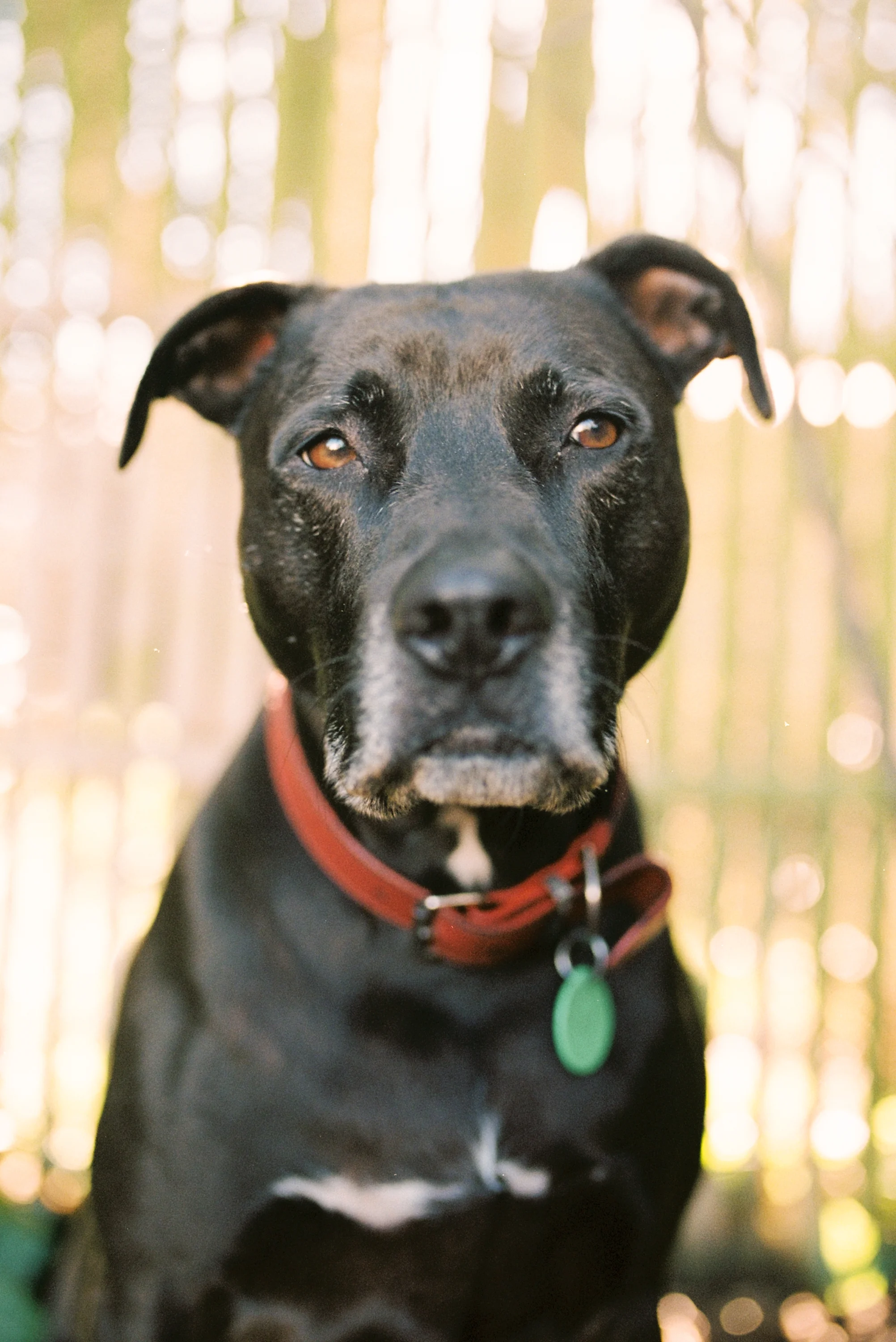 Dog Photography Christchurch