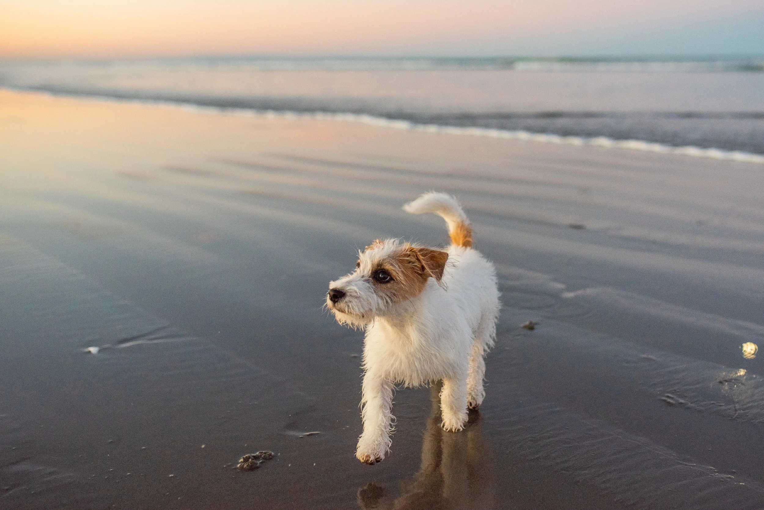 Buddy(26of33).jpg