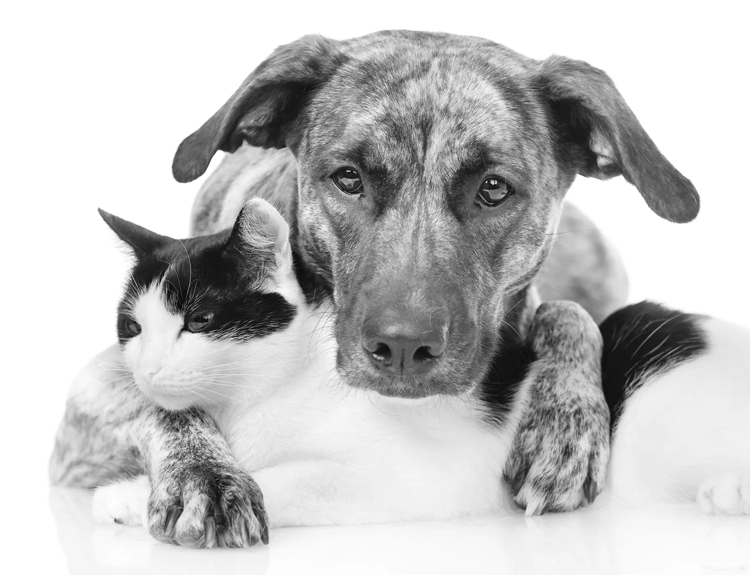 op B&W cat and dog for FF.jpg