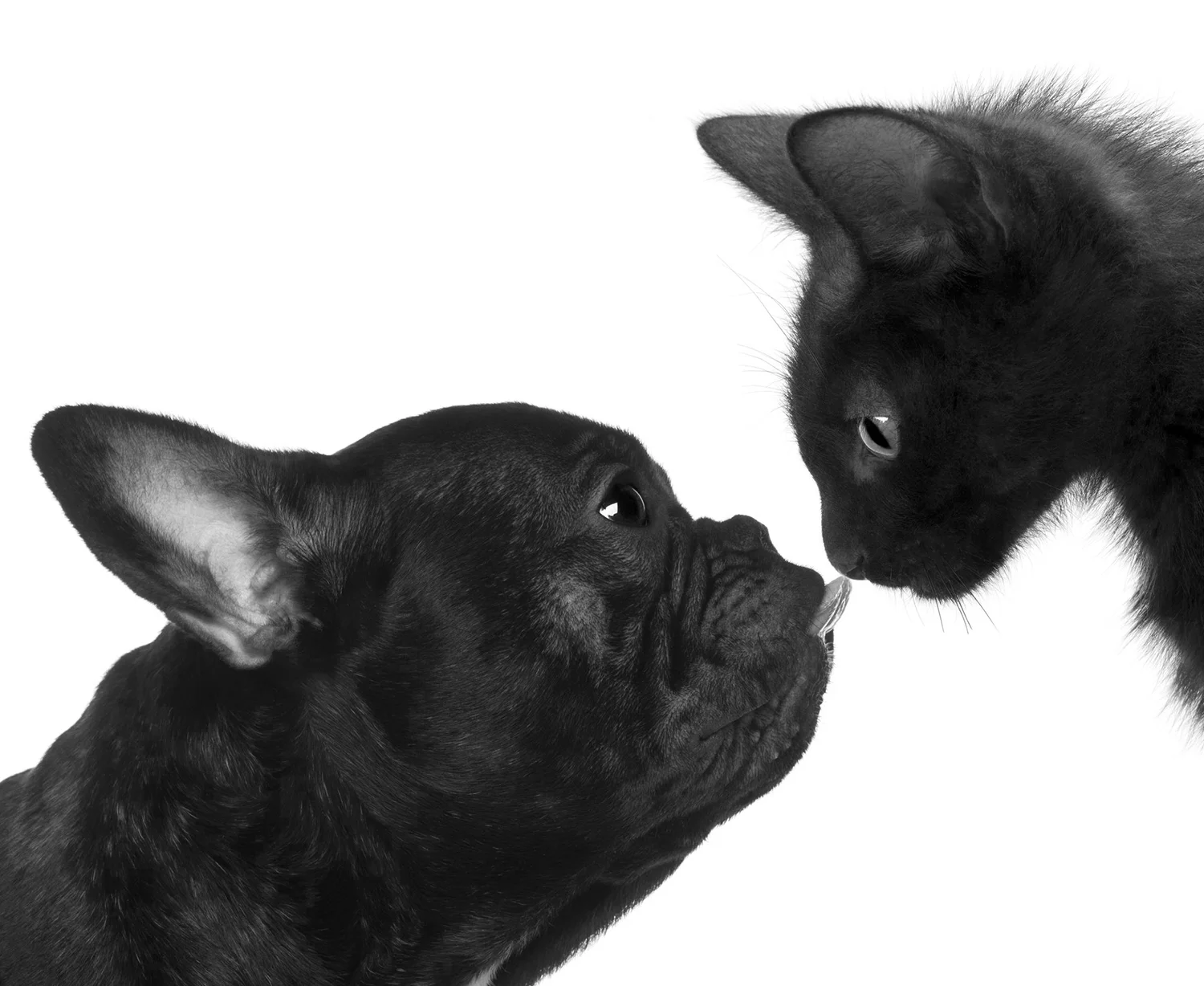 op frenchie and cat.jpg