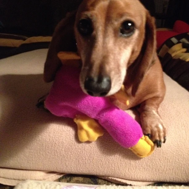 For Oscar, Our Beloved Dachshund