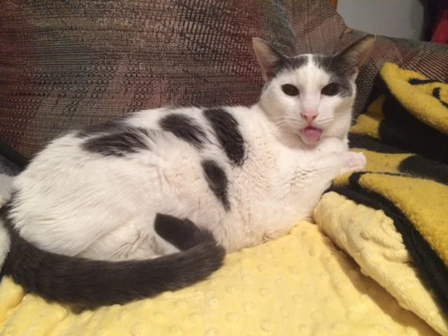 Pockets - Thank You from the Bottom of My Heart