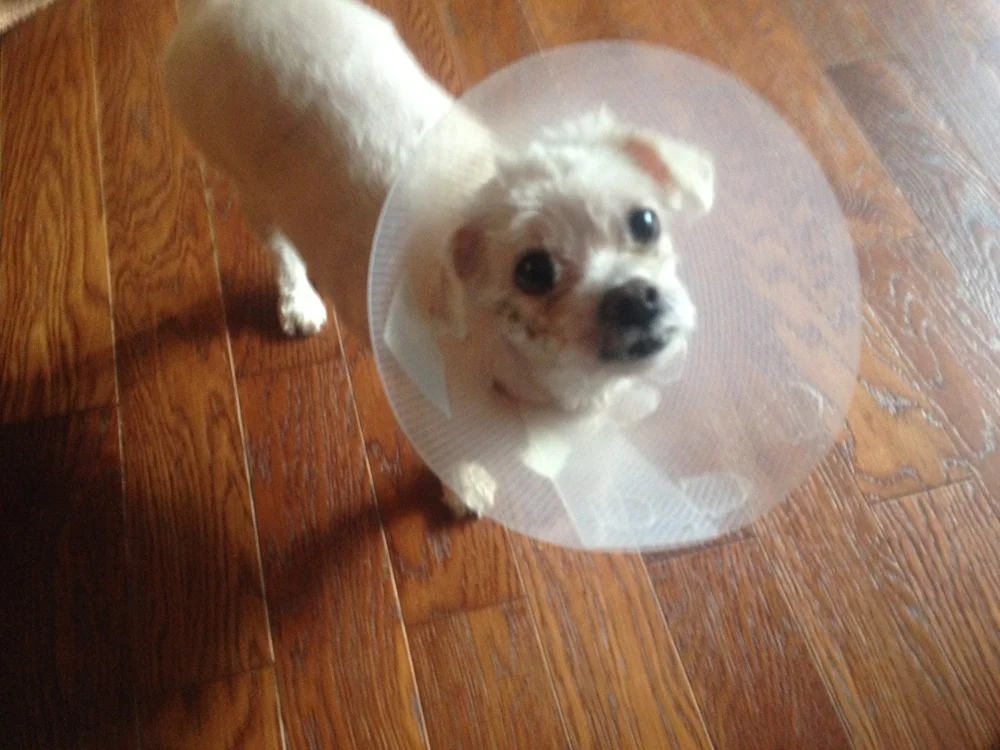 A Special Heartfelt Thank-you from Snoopy