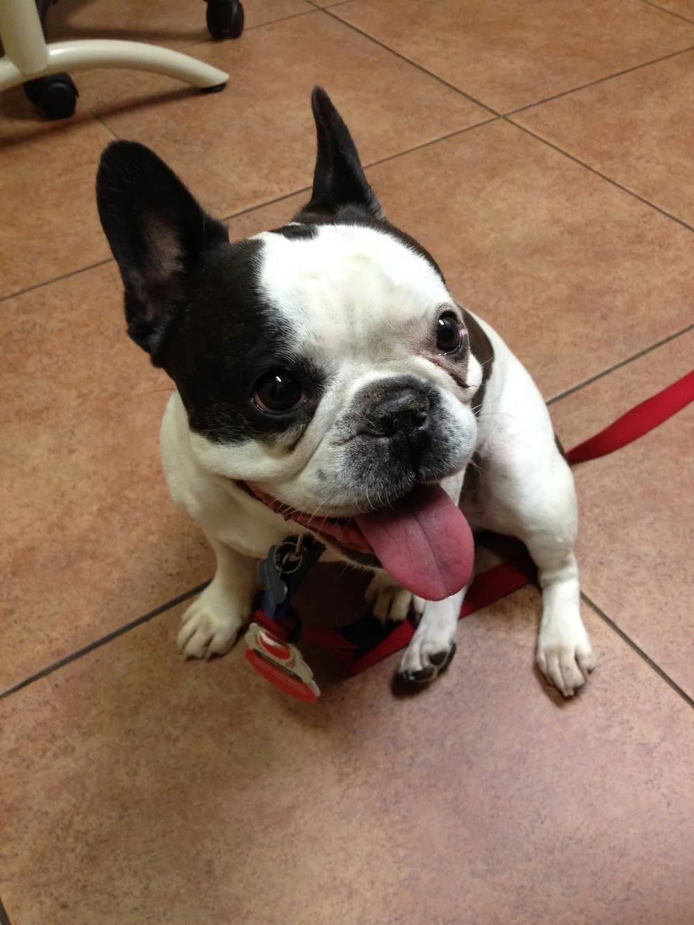 Thanks for Saving Beignet, She's Better than her Previous Self!