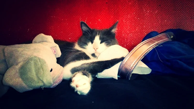 Mona - I Love Her Infinitely