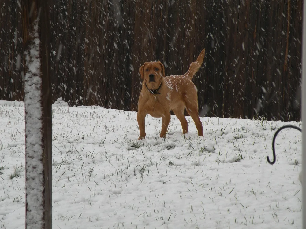 Desert, a Unique Soul