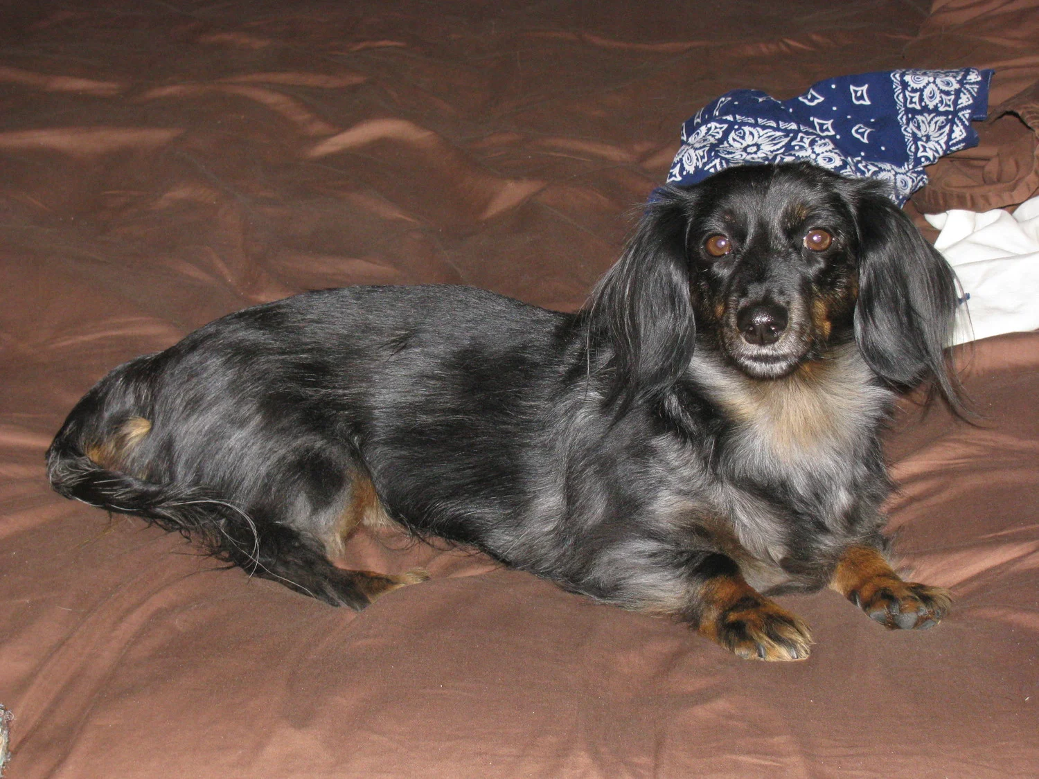 Many Thanks for Helping to Save Sophie